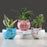 Nordic Cartoon Animal Succulent Pot - Cute Ceramic Decor for Plant Lovers