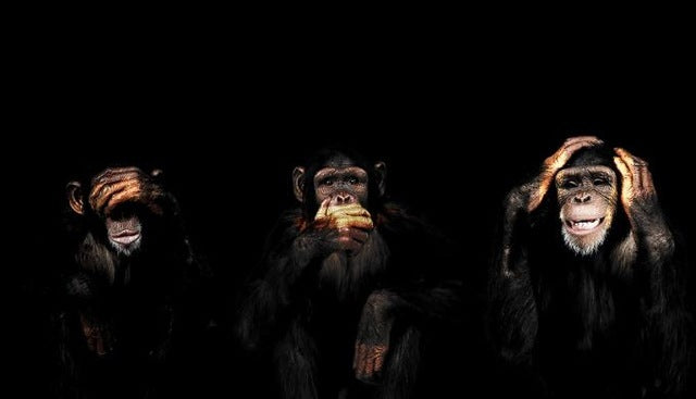 Abstract Monkey Canvas Art - Modern & Chic for Trendy Spaces