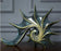 European Elegance Seashell Sculpture HomeWares Hub