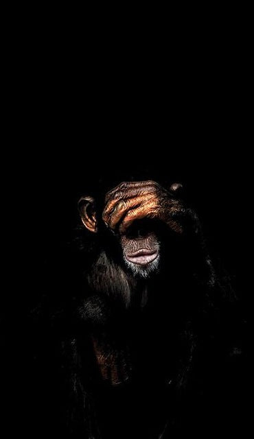 Abstract Monkey Canvas Art - Modern & Chic for Trendy Spaces