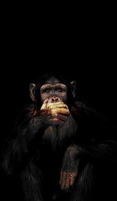 Abstract Monkey Canvas Art - Modern & Chic for Trendy Spaces